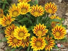 Koyun Gözü Çiçeği Tohumu (25 Tohum)