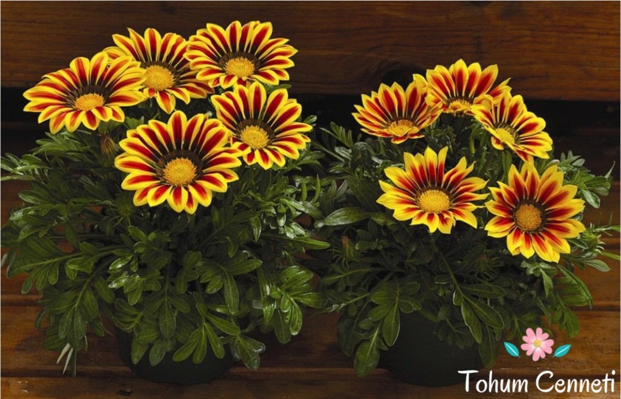 Koyun Gözü Çiçeği Tohumu (25 Tohum)