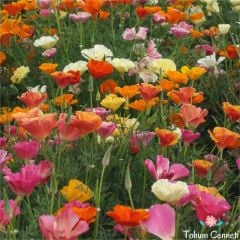 Karışık Renkli Acem Lalesi Tohumu (50 Tohum)