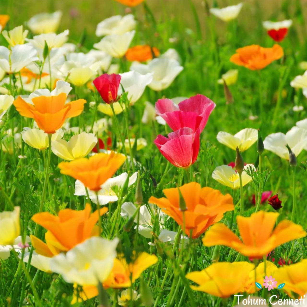Karışık Renkli Acem Lalesi Tohumu (50 Tohum)