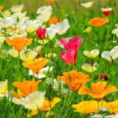 Karışık Renkli Acem Lalesi Tohumu (50 Tohum)