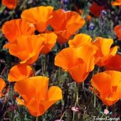 Karışık Renkli Acem Lalesi Tohumu (50 Tohum)