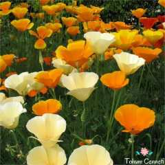 Karışık Renkli Acem Lalesi Tohumu (50 Tohum)