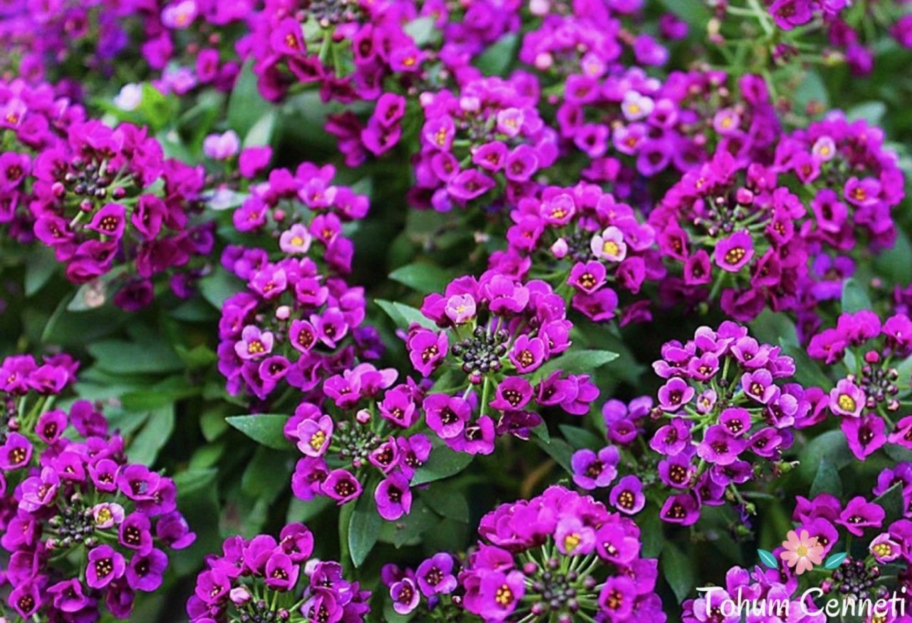 Mor Alisyum Çiçeği Tohumu (50 Tohum)