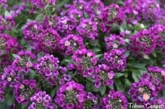 Mor Alisyum Çiçeği Tohumu (50 Tohum)