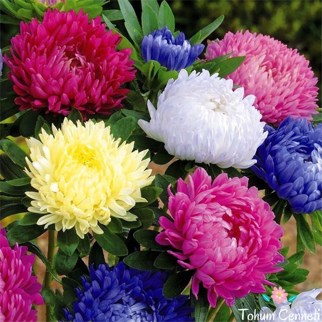 Karışık Renkli Aster Margarit Papatya Tohumu (30 Tohum)