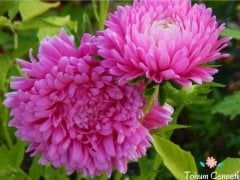 Karışık Renkli Aster Margarit Papatya Tohumu (30 Tohum)