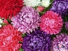 Karışık Renkli Aster Margarit Papatya Tohumu (30 Tohum)