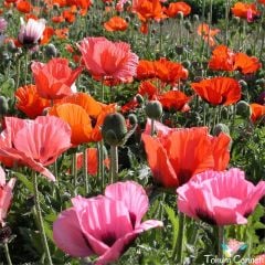 Karışık Renkli Gelincik Tohumu (100 Tohum)