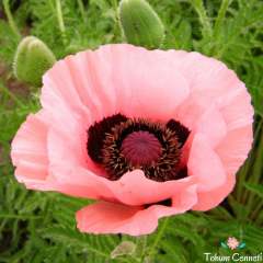 Karışık Renkli Gelincik Tohumu (100 Tohum)