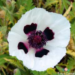 Karışık Renkli Gelincik Tohumu (100 Tohum)