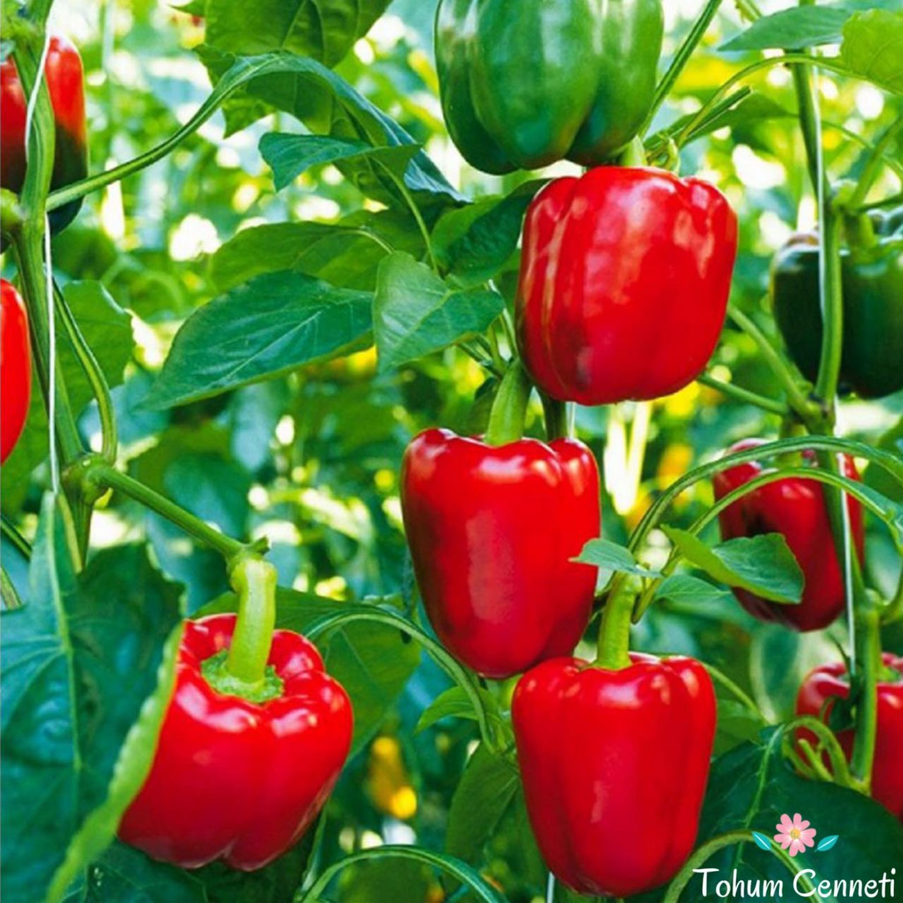 Doğal Kırmızı California Biber Tohumu (50 Tohum)