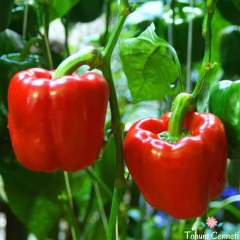 Doğal Kırmızı California Biber Tohumu (50 Tohum)