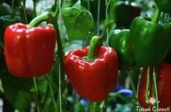 Doğal Kırmızı California Biber Tohumu (50 Tohum)