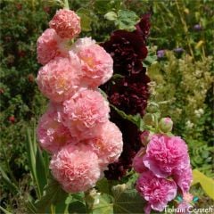 Karışık Renkli Katmerli Gül Hatmi Çiçeği Tohumu (10 Tohum)