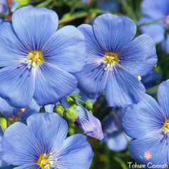 Mavi Renkli Linum Çiçeği Tohumu (25 Tohum)