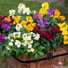 Karışık Renkli Kokulu Şebboy Çiçeği Tohumu (30 Tohum)