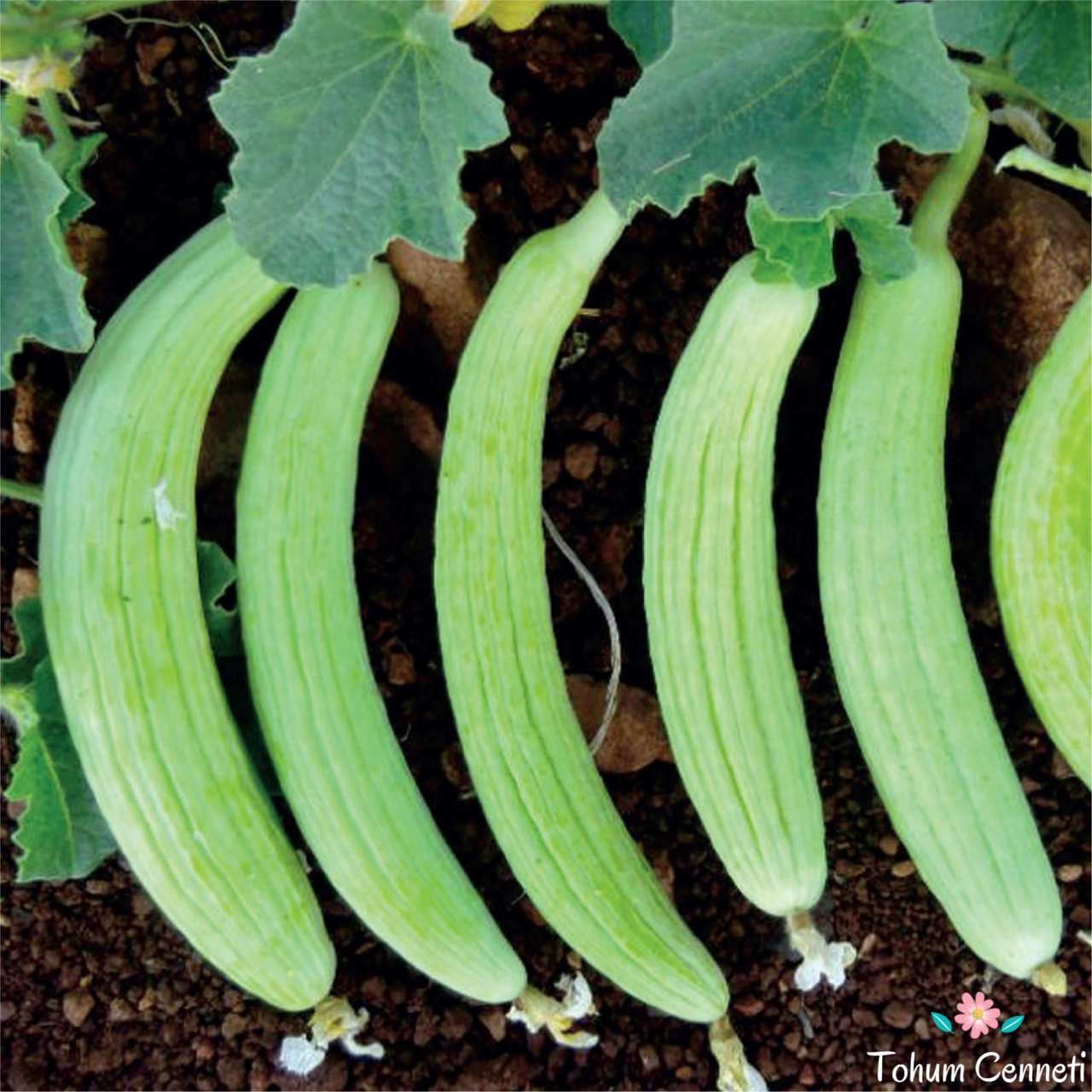 Geleneksel Acur Tohumu (50 Tohum)