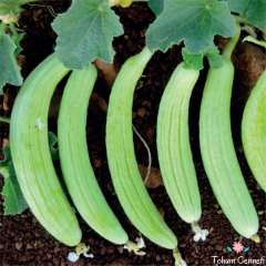 Geleneksel Acur Tohumu (50 Tohum)