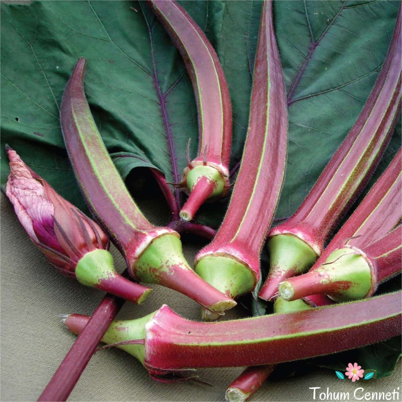 Kınalı Bamya Tohumu (25 Tohum)