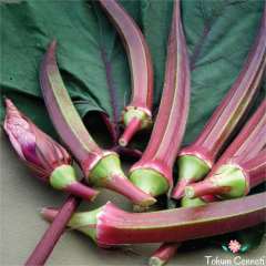 Kınalı Bamya Tohumu (25 Tohum)