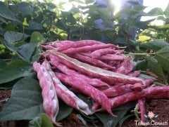 Oturak Barbunya Tohumu (10 Tohum)