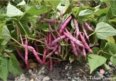 Oturak Barbunya Tohumu (10 Tohum)