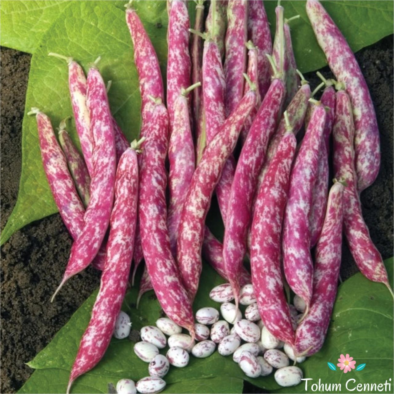 Oturak Barbunya Tohumu (10 Tohum)