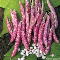 Oturak Barbunya Tohumu (10 Tohum)