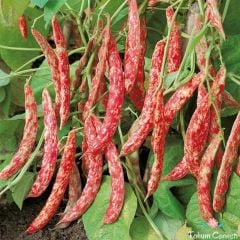 Sırık Taze Barbunya Tohumu (10 Tohum)