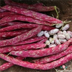 Sırık Taze Barbunya Tohumu (10 Tohum)