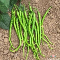 Acı Kıl Biber Tohumu (100 Tohum)