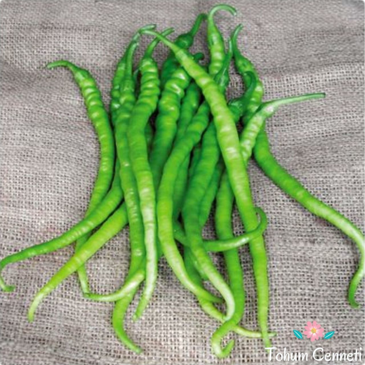 Acı Kıl Biber Tohumu (100 Tohum)