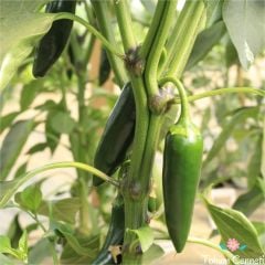 Orta Acı Jalapeno Biber Tohumu (50 Tohum)