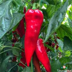 Yerli Etli Kırmızı Kapya Biber Tohumu (100 Tohum)