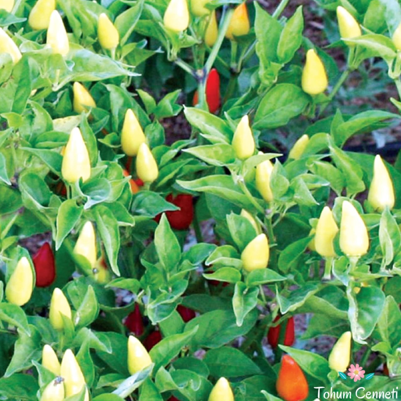 Turşuluk Acı Konik Biber Tohumu (100 Tohum)