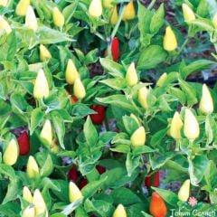 Turşuluk Acı Konik Biber Tohumu (100 Tohum)