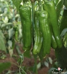 Üç Burun Köy Tipi Mazamort Biber Tohumu (100 Tohum)