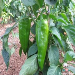 Doğal Pat Biber Tohumu (50 Tohum)