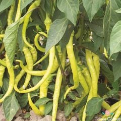 Geleneksel Sarı Çorbacı Tatlı Biber (100 Tohum)