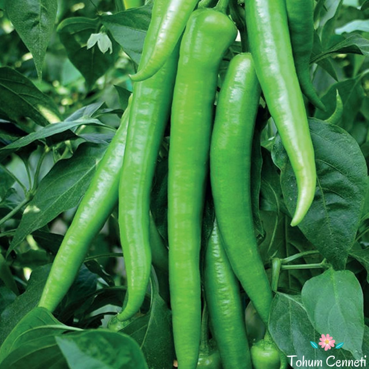 Sera Demre Biber Tohumu (50 Tohum)