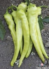 Tatlı Çarliston Biber Tohumu (50 Tohum)