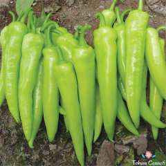 Tatlı Çarliston Biber Tohumu (50 Tohum)