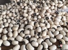 Doğal Börülce Tohumu (25 Tohum)