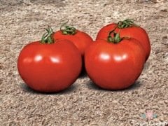 Falcon Domates Tohumu (50 Tohum)