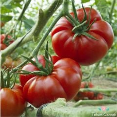 Marmande Domates Tohumu (50 Tohum)