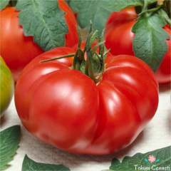 Marmande Domates Tohumu (50 Tohum)