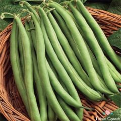 Oturak Atlantis Fasulye Tohumu (25 Tohum)