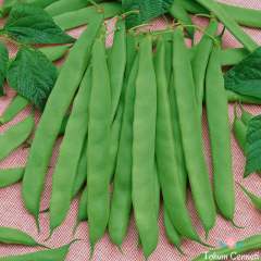 Sırık Ferasetsiz Fasulye Tohumu (25 Tohum)