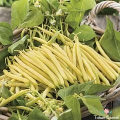 Sırık Turşuluk Fasulye Tohumu (25 Tohum)